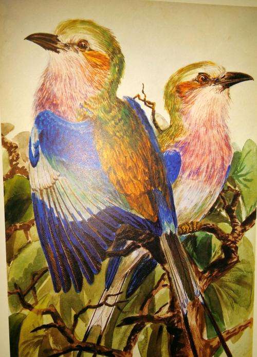 Reserved for Collectible Treasures Birds of South Africa