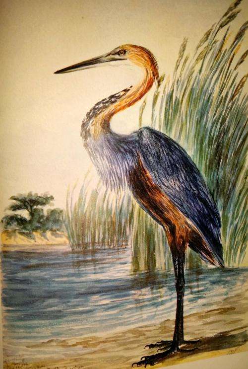 Reserved for Collectible Treasures Birds of South Africa