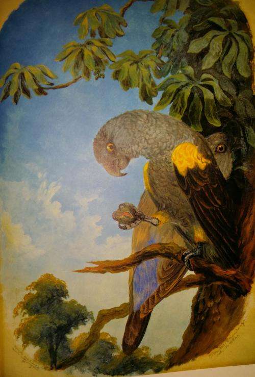 Reserved for Collectible Treasures Birds of South Africa