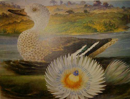 Reserved for Collectible Treasures Birds of South Africa