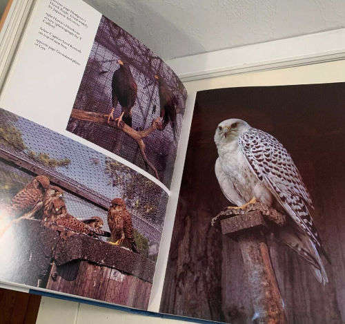 **Reserved For Dorianne**Falconry And Hawking Phillip Glasier