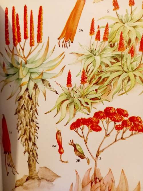 Outeniqua, Tsitsikamma and Eastern Little Karoo (South African Wild Flower Guide 2