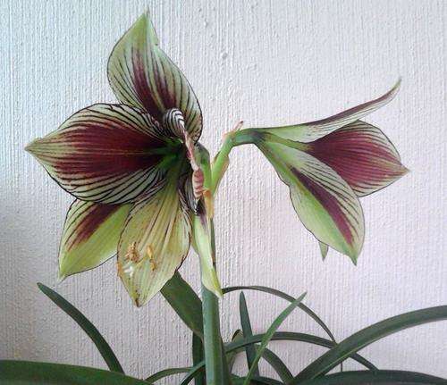 Hippeastrum papilio