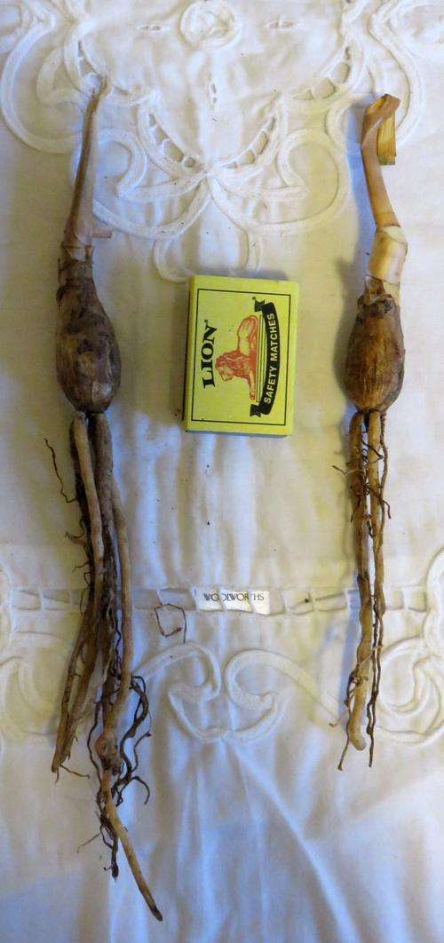 Boophone Haemanthoides