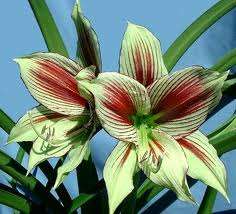 Hippeastrum Papilio (Butterfly Amaryllis)