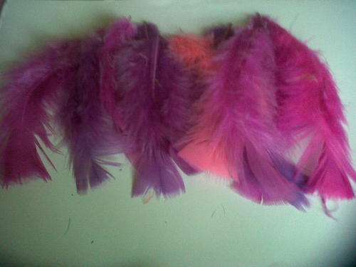 Large pink,purple peacock feathers