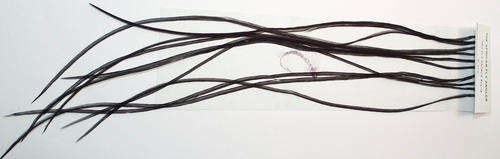 Dry Fly Hackle Packs - Black - Fly fishing/Fly tying