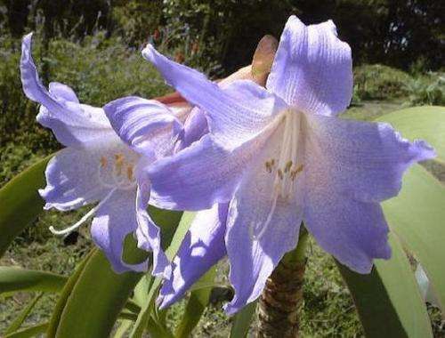 Worsley rayneri 1 LIVE BULB_Endangered bulb