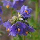 POLEMONIUM Jacob's Ladder