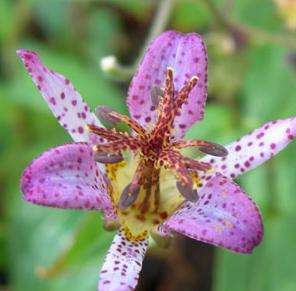 TRICYRTIS FORMOSANA Toad Lily SEED