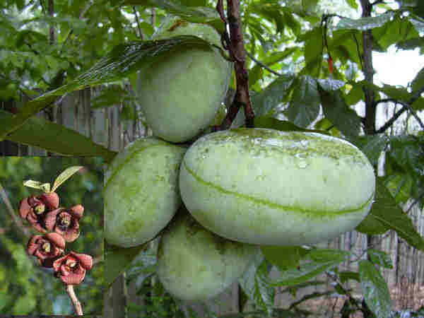 Frost hardy fruit 5 SEEDS Asimina triloba "Hardy PawPaw" RARE