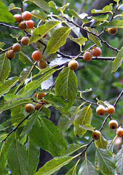 Frost hardy fruit 3 seed Diospyros lotus "Date Plum"