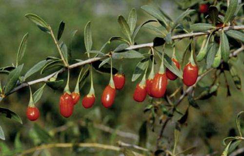 Lycium Chinense Frost hardy fruit 30 seed "Goji Berry"