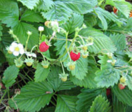 Frost hardy fruit 10 seed Italian Alpine Strawberry