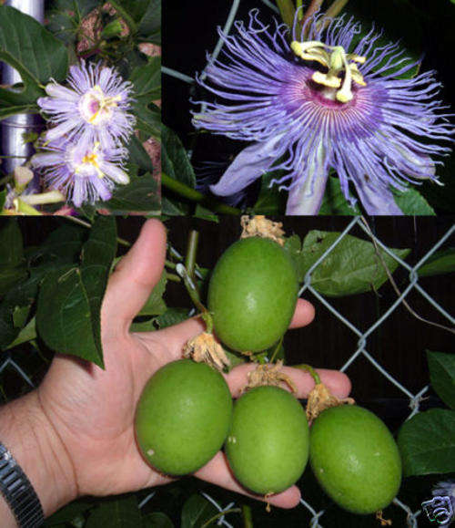 Semi-Frost hardy 5 seed Passiflora incarnata "Maypop"