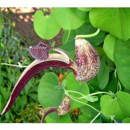 Semi-hardy 10 seed Aristolochia ringens "Gaping Dutchman's pipe"
