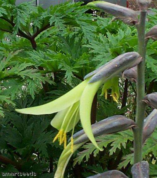 Semi-hardy bromeliad 5 seed Puya mirabilis RARE