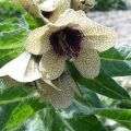 Hardy perennial 45 seed Hyoscyamus niger "Henbane"