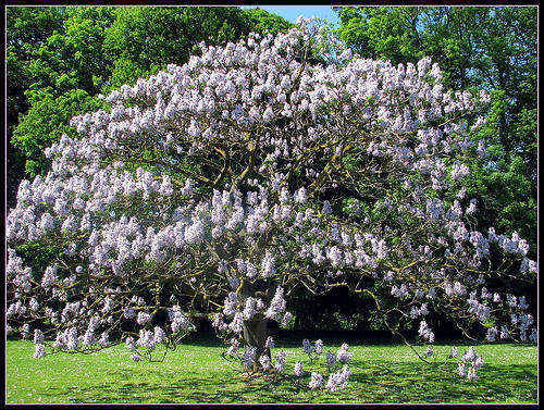 TREE 10 seed Paulownia tomentosa "Empress tree"