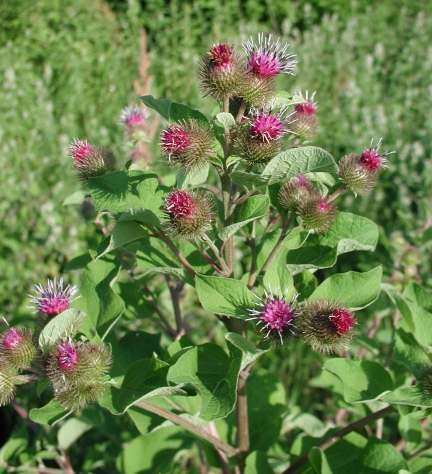 HERB 10 seed Arctium lappa "Burdock'