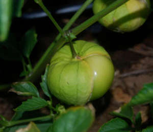 Annual fruit 15 seed Physalis ixocarpa "Tomatillo"