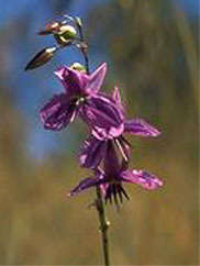 Hardy Bulb 10 seeds Dichopogon fimbriatus "Nodding chocolate lily"