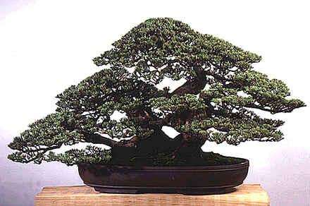 Casuarina cunninghamiana 10 seed "Tropical oak"