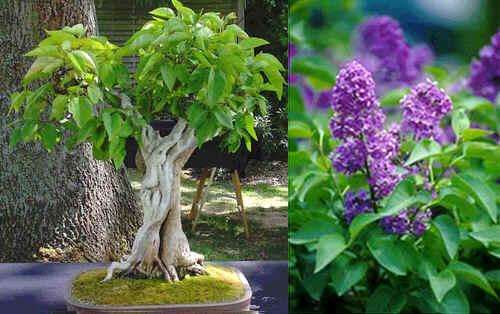 Syringa vulgaris 10 seeds "Lilac"