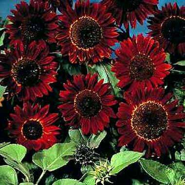 Helianthus 10 seed "Velvet Queen Sunflower"