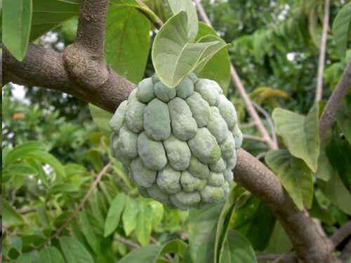 Annona squamosa 15 seeds "Sugar apple"