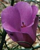 Alyogine 10 seed "Black & pink Hibiscus"