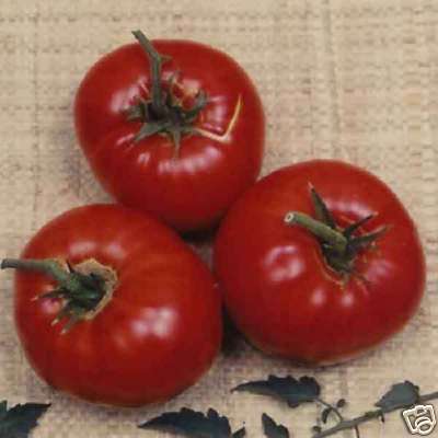 Tomato 15SEEDS "Mule Team"