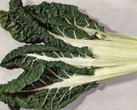 Swiss chard- 100 seeds "Fordhook giant" Spinach