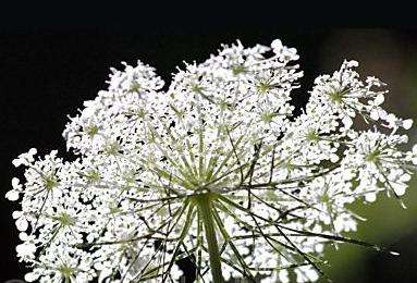 Daucus carota 40 seeds "Queen Anne's Lace"