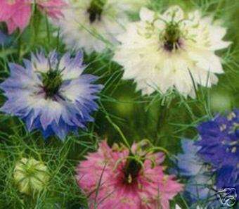 Nigella "Persian Jewels" 200 seeds Love in the mist