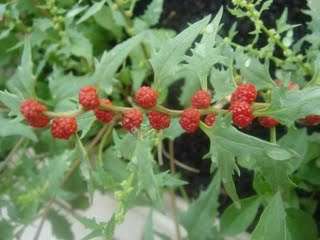 Chenopodium capitatum 20 seeds "Strawberry spinach"