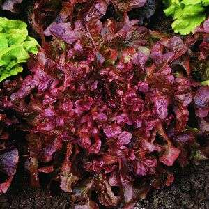 Lettuce: 20 seeds" Flame lettuce"
