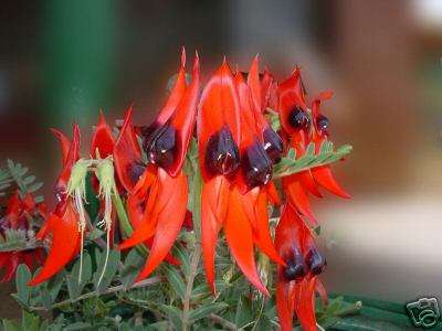 Swainosa formosa 10 seeds "Sturt's desert pea"