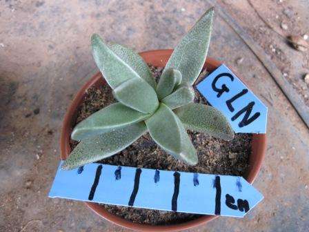 GLOTTIPHYLLUM 1 Plant GLN