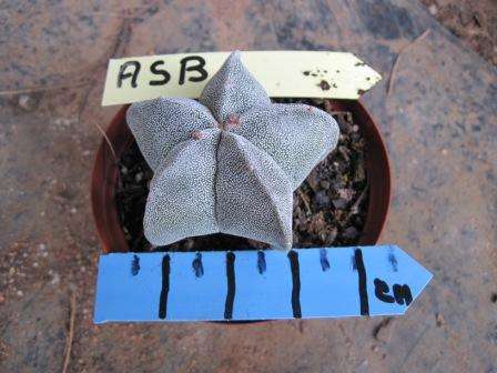 ASTROPHYTUM SSP. 1 Plant ASB