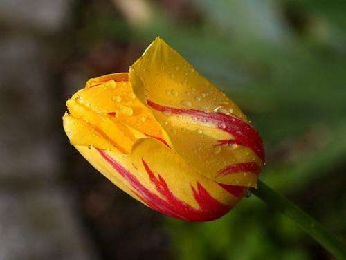 IMPORTED TULIP 1 BULB- WASHINGTON