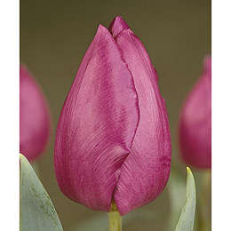 IMPORTED TULIP 1 BULB- PURPLE PRINCE
