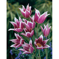 IMPORTED TULIP 1 BULB- Claudia