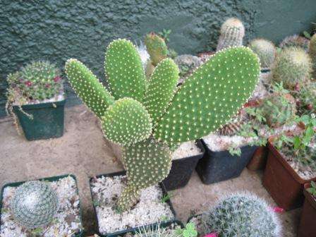 OPUNTIA 1 PLANT OPG