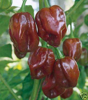 Hot pepper 5 seeds "Hot chocolate Habanero"