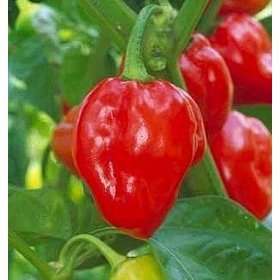 Hot pepper 5 seeds "Red habanero Savannah"