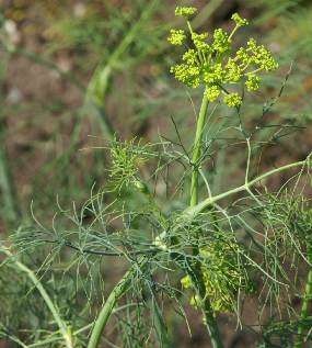 Dill 25 seeds