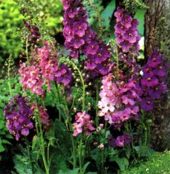 Verbascum phoeniceum 20 seeds "Candlewick plant"