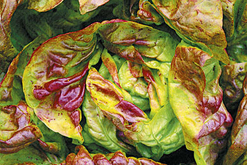 Lettuce- 50 seeds "Red Yugoslavian Butterhead"