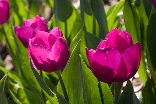 IMPORTED TULIP 1 BULB- Passionale